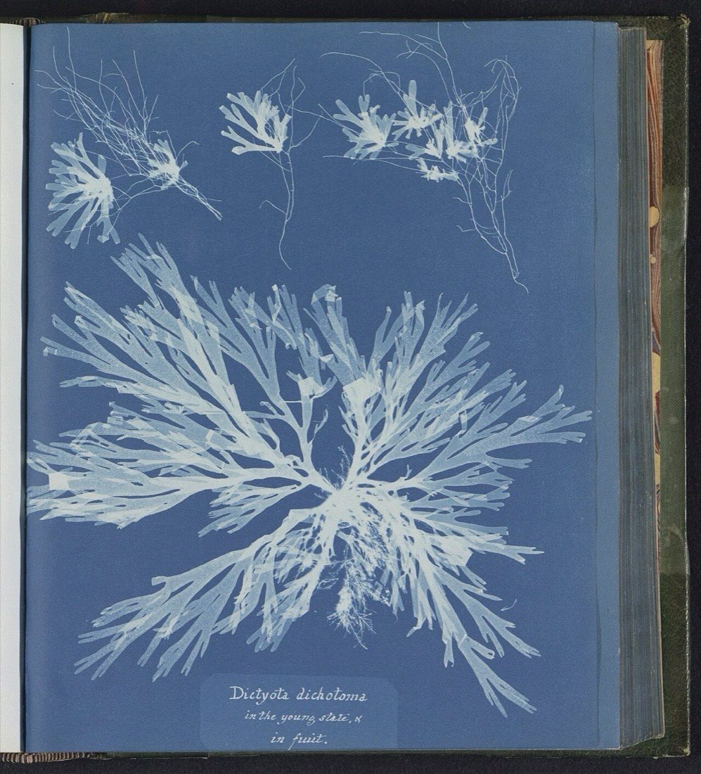 A cyanotype photogram by Anna Atkins, 1843–53: pale algae forms on deep Prussian blue.